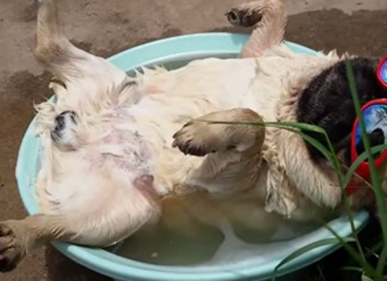 Este Pug sabe aproveitar as férias de verão