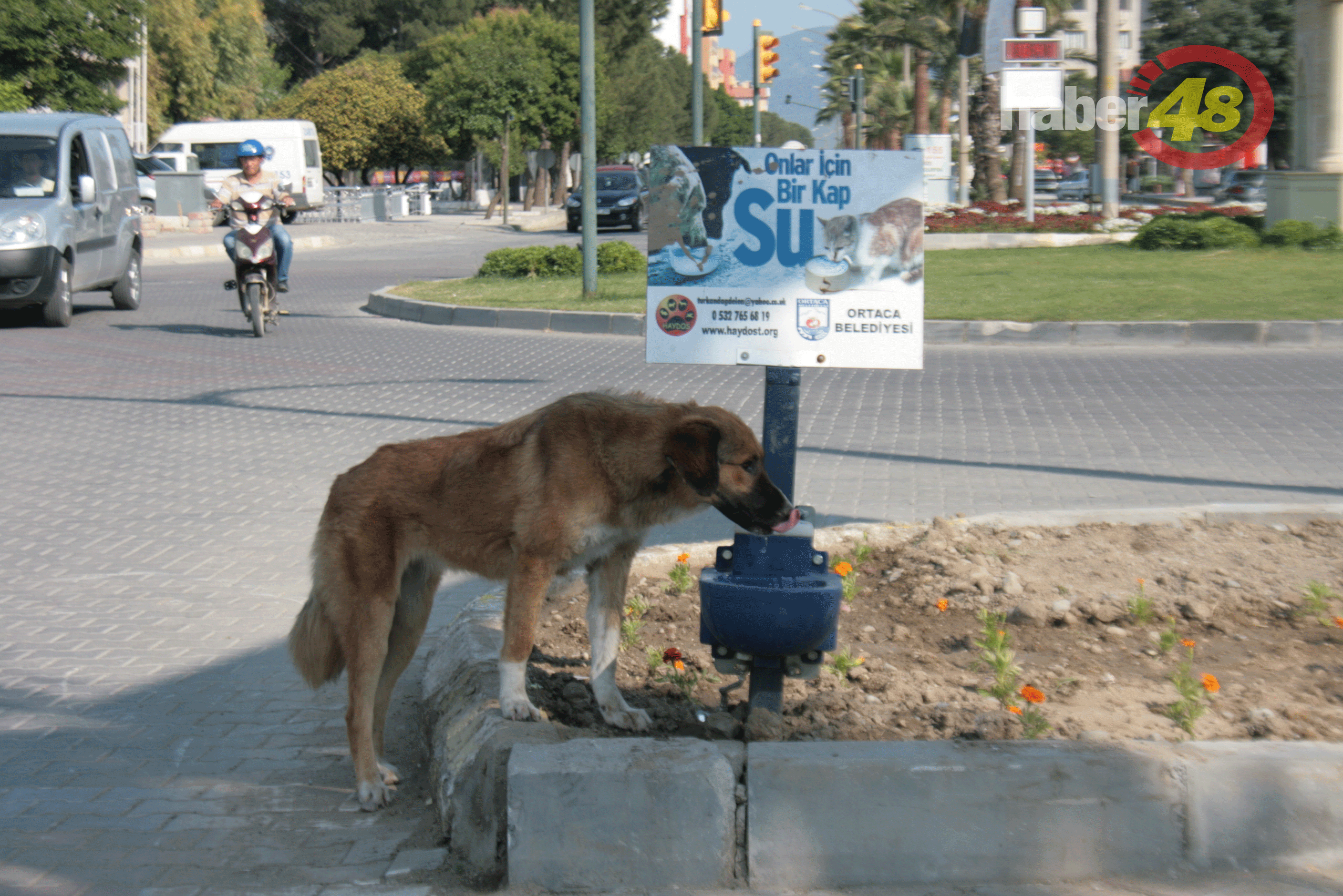 Depositas uma garrafa para reciclagem e alimentas um animal abandonado… na hora!
