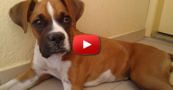 Um bebé foi deixado sozinho um minuto com o cão. Veja o que aconteceu!