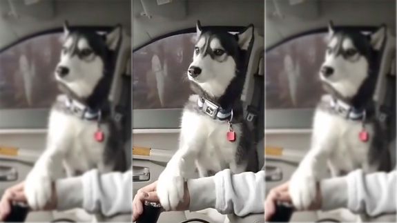 Husky exige festinhas no peito ao seu dono
