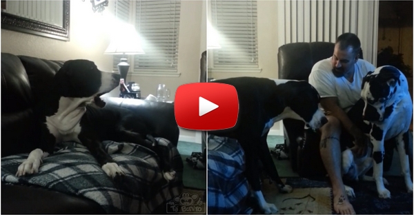 Os ciúmes de um cão ao ver o dono a dar carinho ao irmão