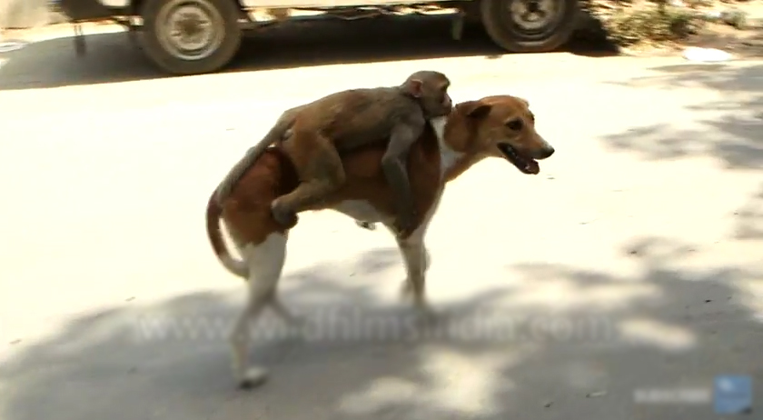 A amizade improvável entre um Cão e um Macaco