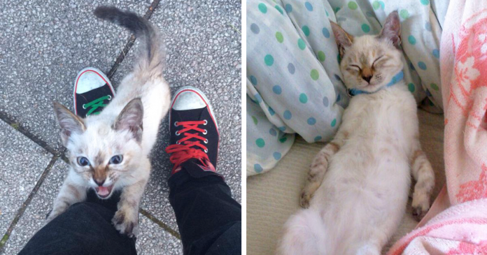 Gata abandonada escolhe o seu novo dono depois de o seguir até casa