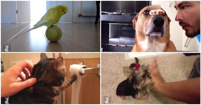 Animais super talentosos