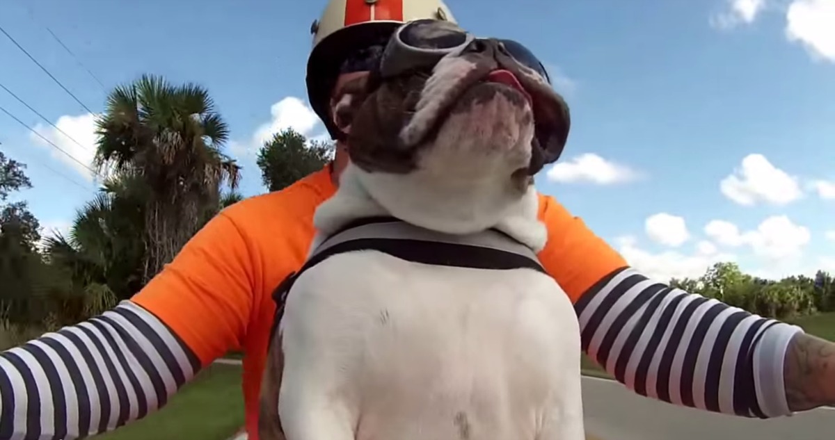 Vê este adorável Bulldog Inglês a cumprimentar outro motociclista