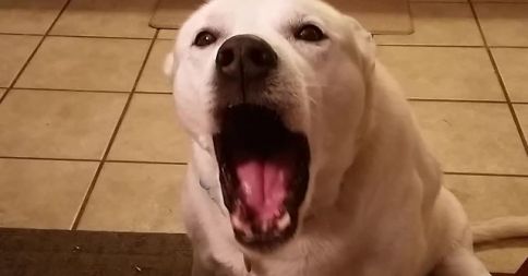 Cão tenta falar com a sua dona