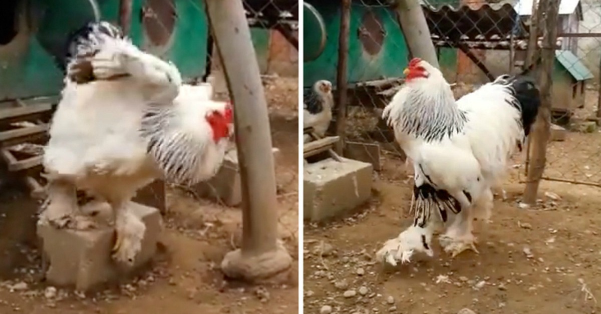 Galo impressiona a Internet com o seu tamanho gigante