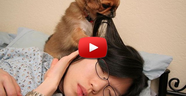 O cão mais chato do mundo!