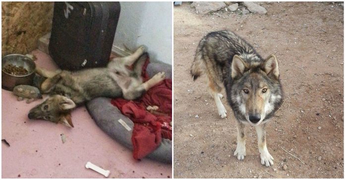 Casal adota cão bebé e mais tarde descobre que afinal é um lobo