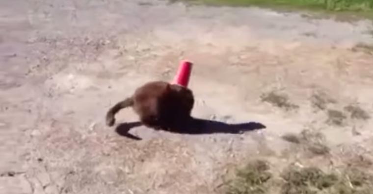Este gato ficou com a cabeça presa num copo e quem o salvou foi um cão