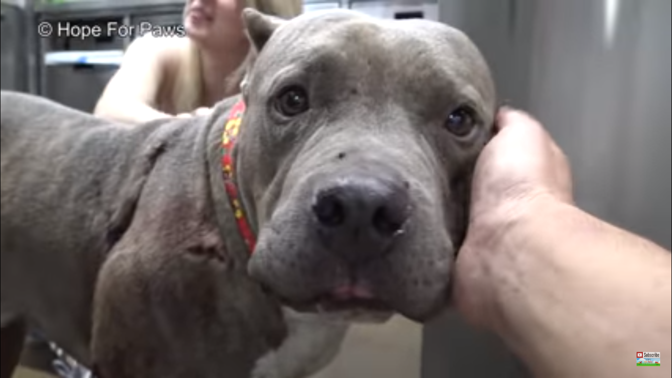 Cão ferido é abandonado para morrer em linha férrea