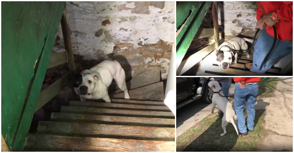 Mudaram-se para a nova casa e encontraram uma cadela pitbull presa na cave