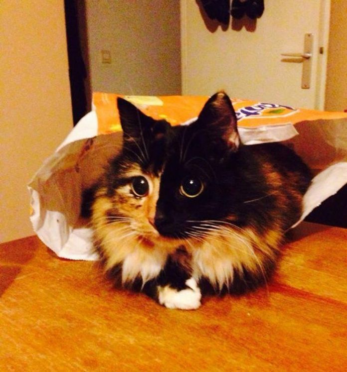 Esta gatinha cega resgatada das ruas tem um olhar que ninguém resiste
