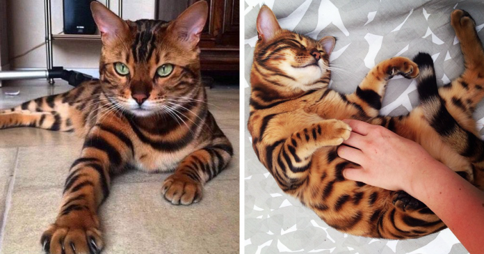 Gato bengal faz furor no Instagram