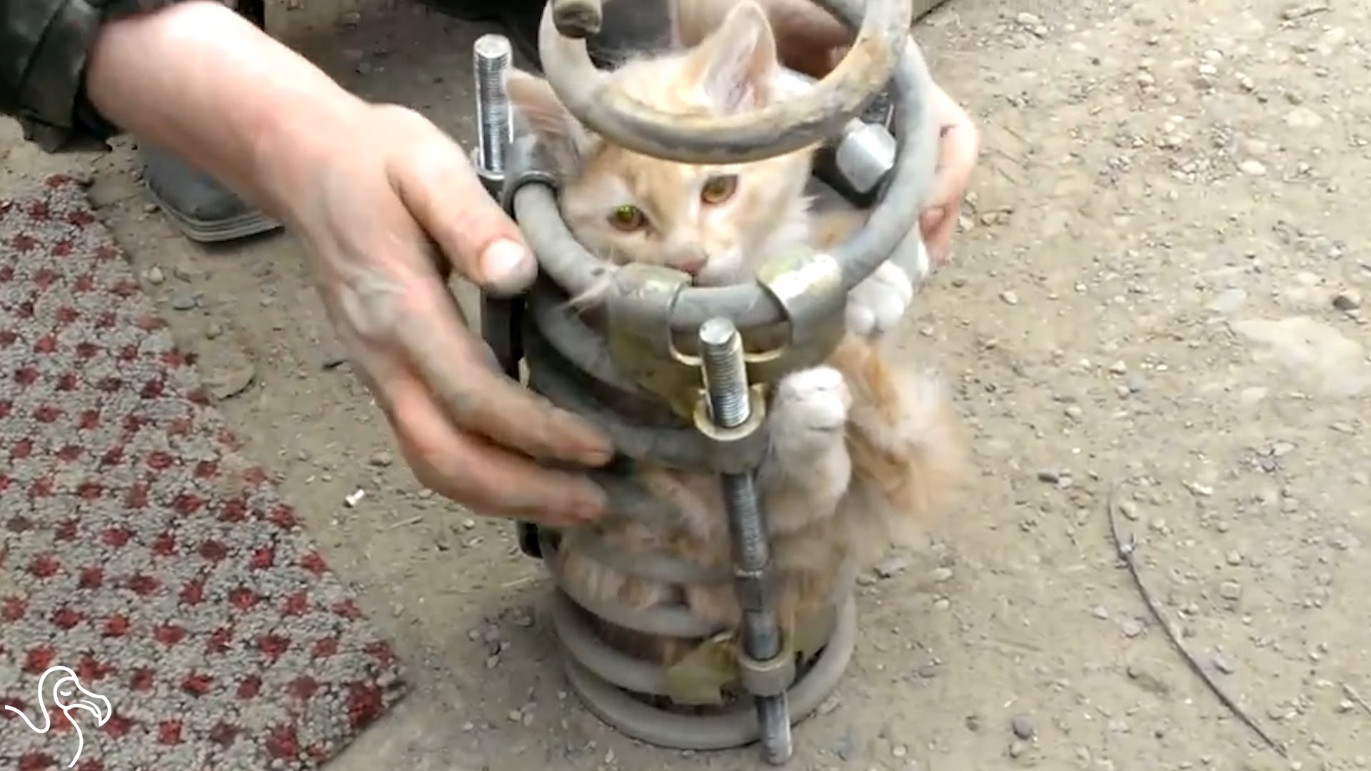 Este gato viajou durante 80 km na suspensão de um camião