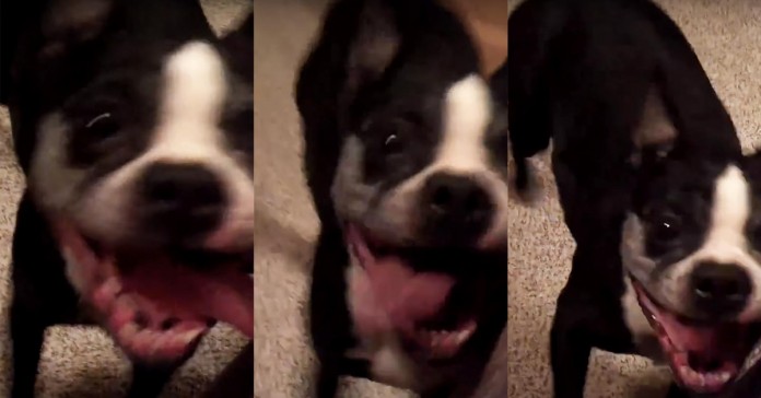 Este cão tem melhor ritmo que a maioria das pessoas que tu conheces