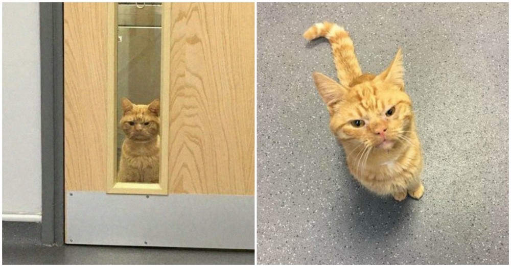 Conhece Saul... o gato que parece estar sempre mal humorado!