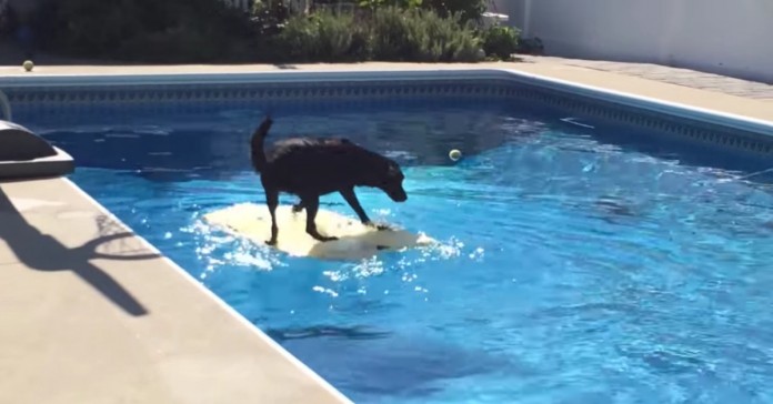 Este cão pode te ensinar uma ou duas coisas sobre bodyboard