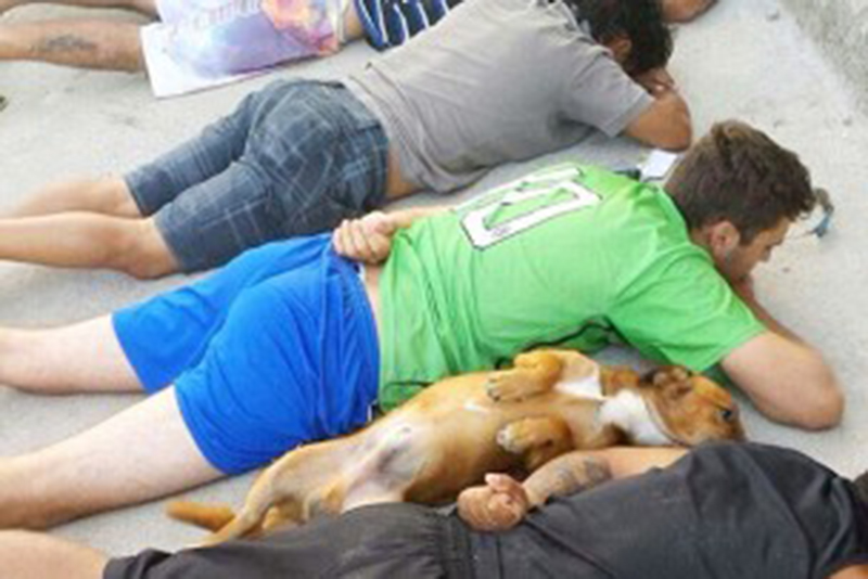 Caniche é terapeuta num lar de idosos