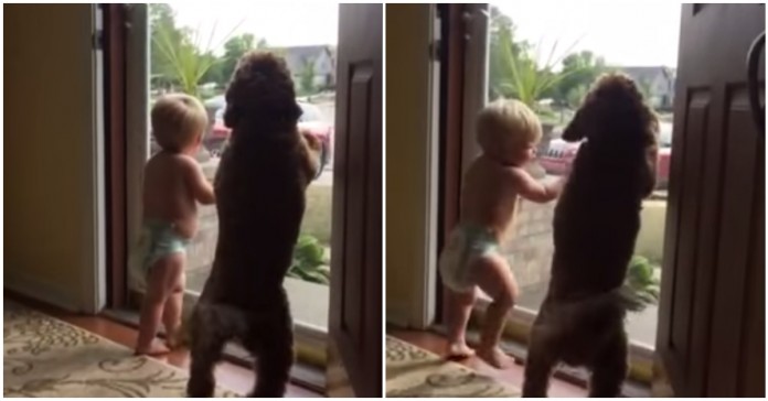 Cão e bebé felizes por verem o pai a chegar a casa