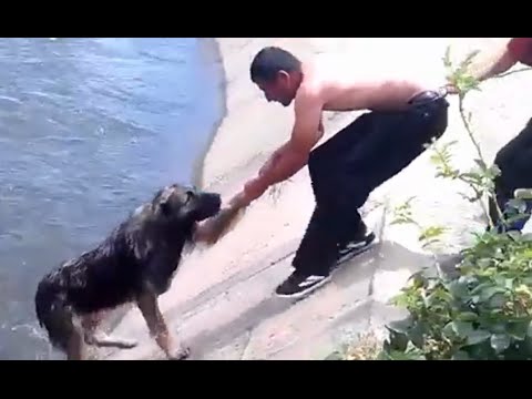 Os dez salvamentos de cães mais incríveis de todos os tempos