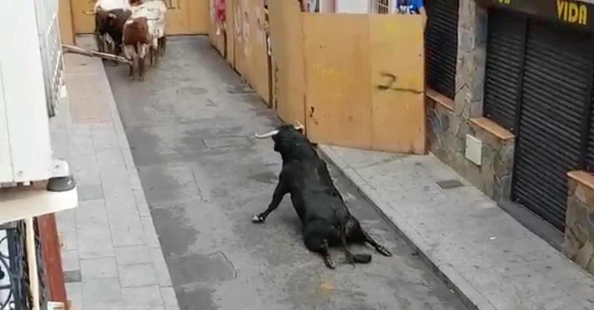 Touro rasteja depois de partir as patas traseiras em festival espanhol