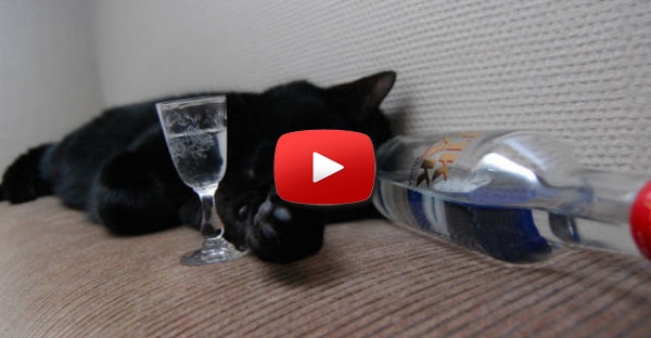 Um gato é abusado pelo seu dono. :O