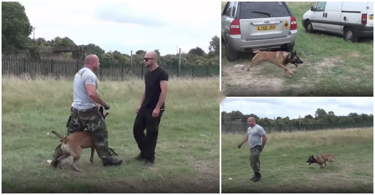 Treino tático impressionante de um cão a agir às ordens de um polícia