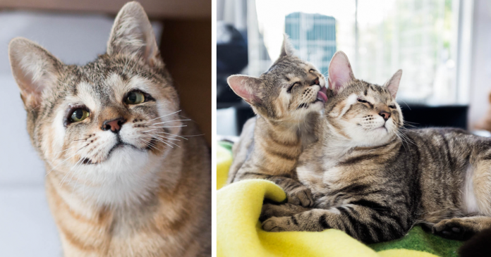 Gatinhos que nasceram sem pálpebras e foram abandonados
