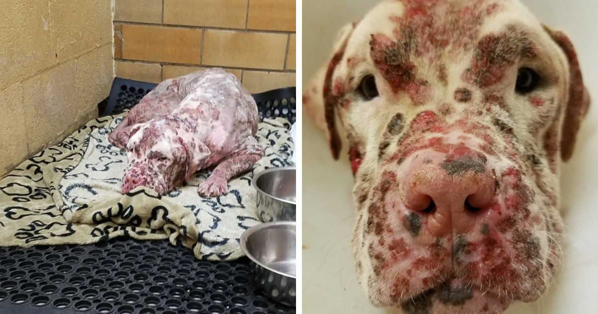 Lembras-te do pitbull que foi picado por abelhas? Vê como ele está agora!