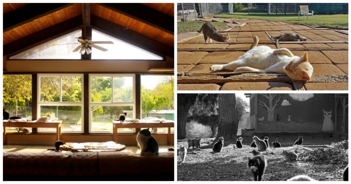 Nesta casa vivem 1,100 gatos