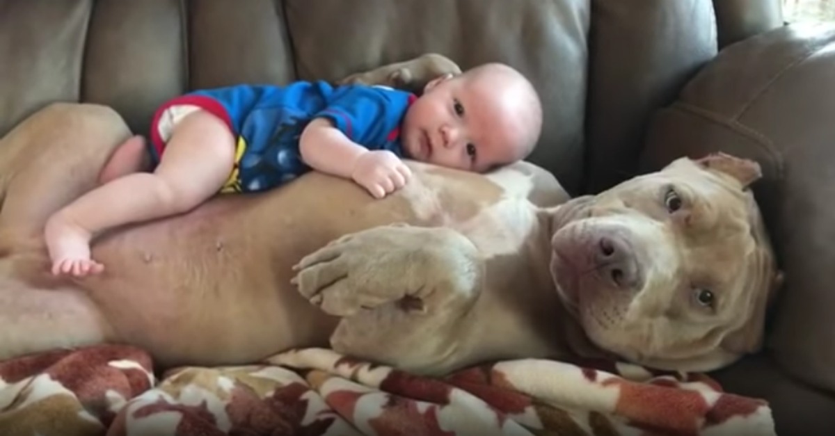 Um momento simplesmente maravilhoso de carinho entre um pitbull e um bebé, COISA LINDA!