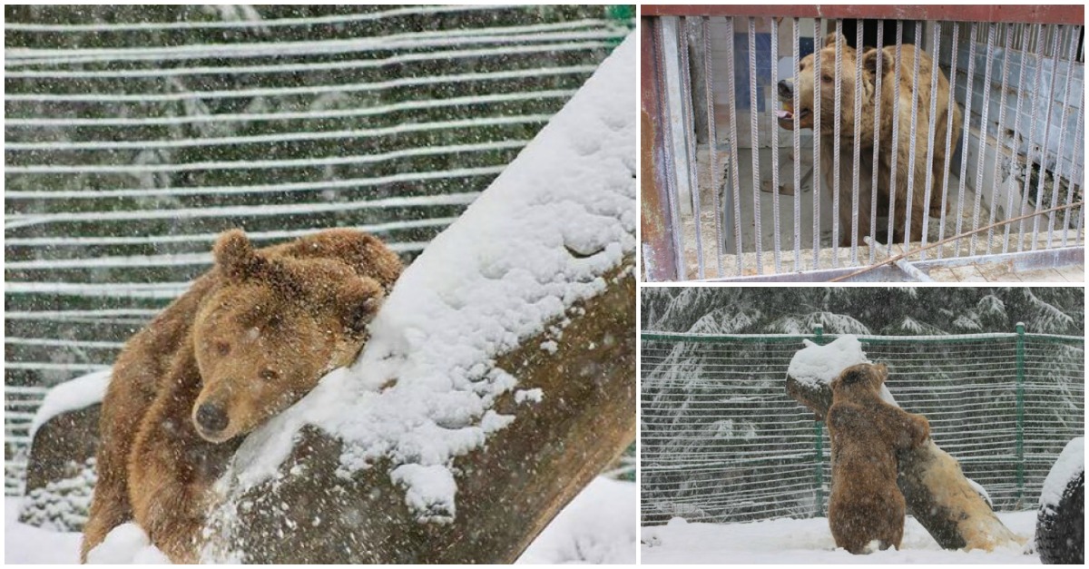 Urso abraça árvore e brinca na neve após ser resgatado de 20 anos em cativeiro