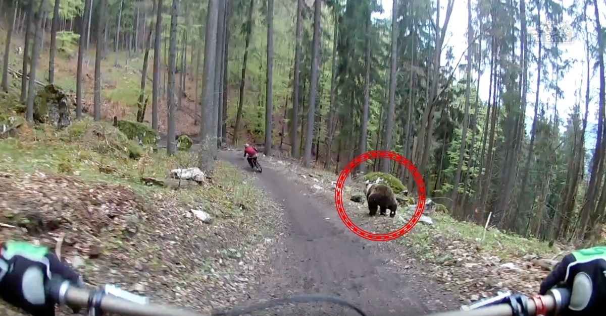 Urso persegue ciclista durante descida no meio da floresta