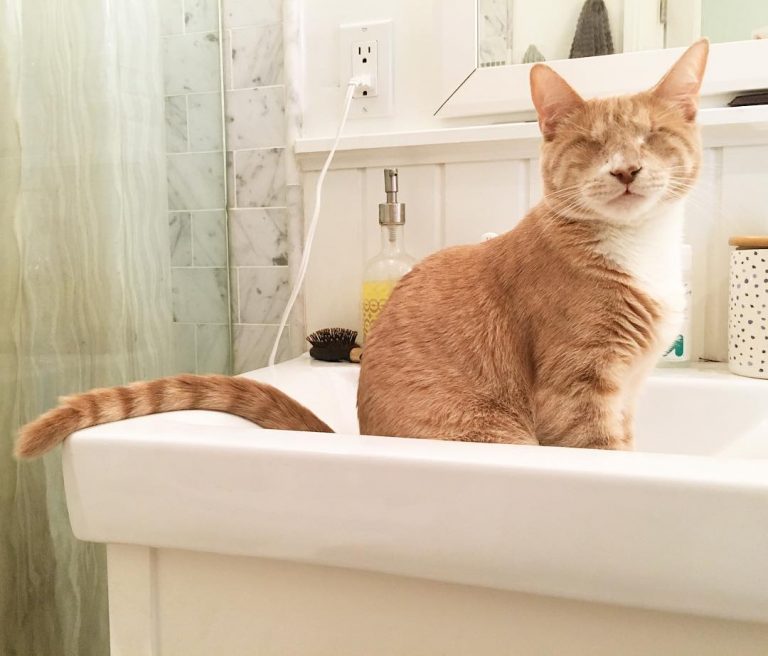 Vídeo de gato cego a brincar faz sucesso nas redes sociais