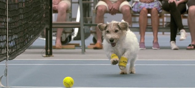 Oscar, Ted e Super Teddy, os super apanha-bolas'