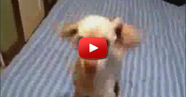 Cão Freak