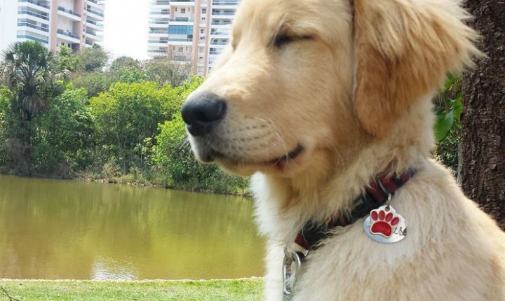 Este canil tem 450 cães e todos vivem felizes sem jaulas