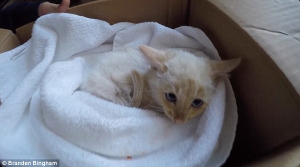Família ressuscita gatinho que encontrou congelado na neve