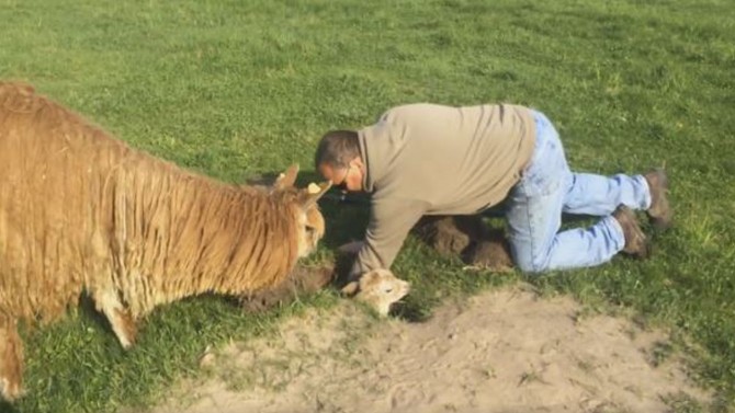 Alpaca bebé fica entalado num buraco, mas felizmente a ajuda humana salvou o dia