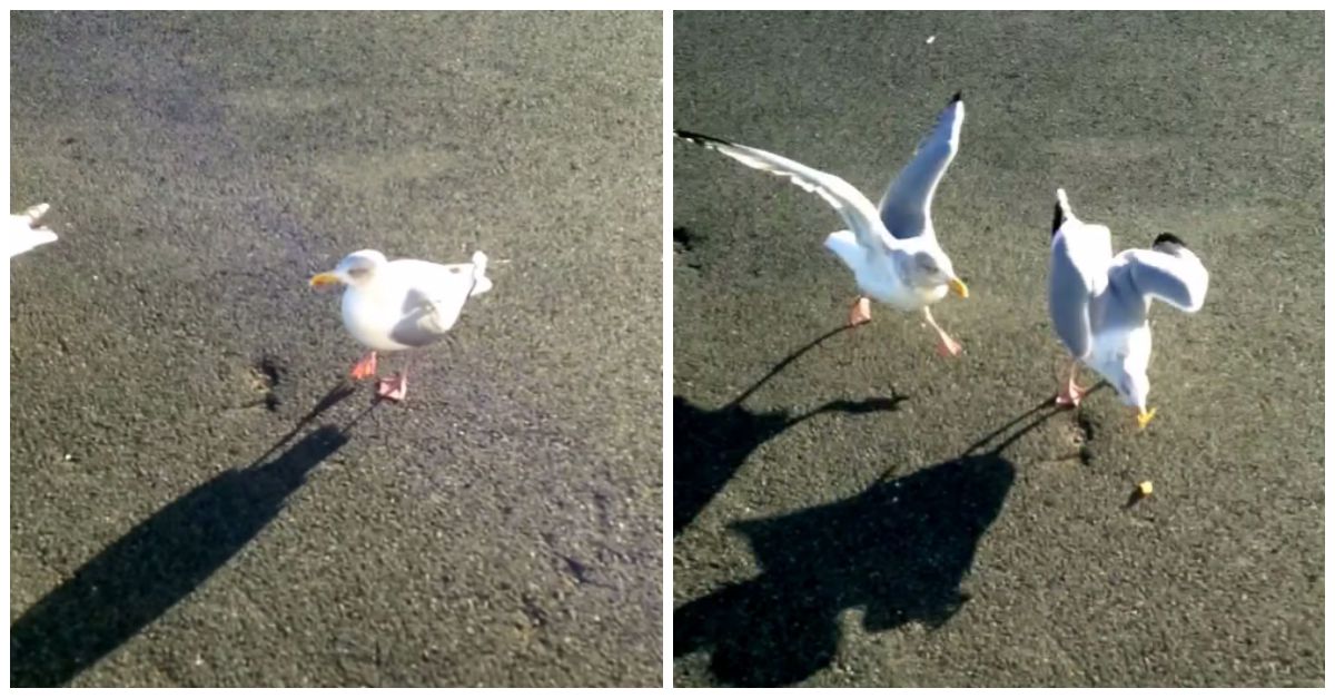 Este homem ensinou uma gaivota a dançar