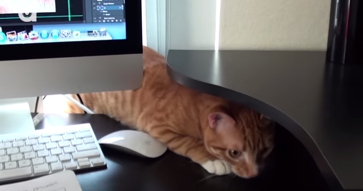 Como é trabalhar em casa quando se tem um gato de estimação