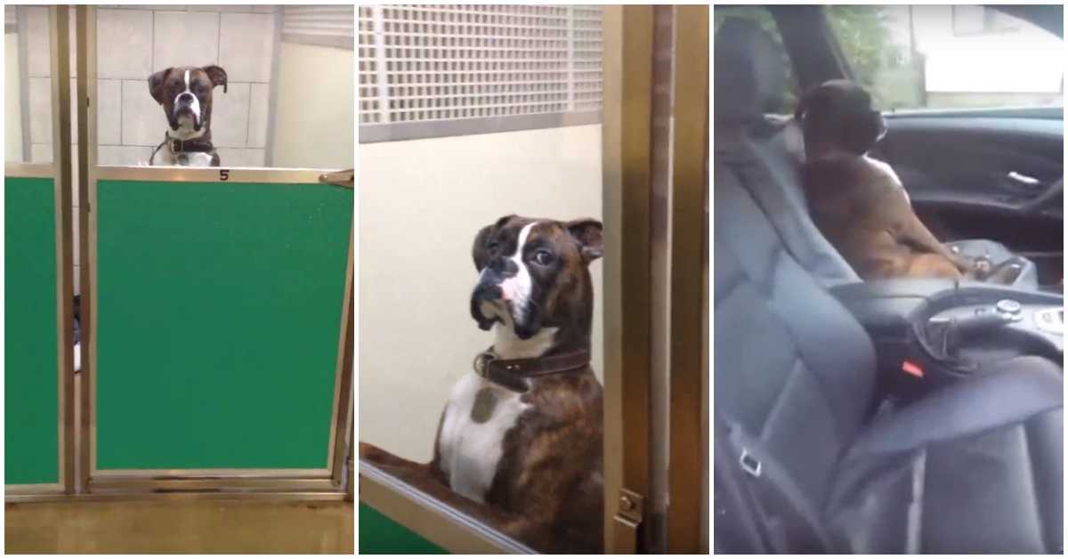Aquele momento em que vais buscar o teu cão ao veterinário e percebes que ele está chateado