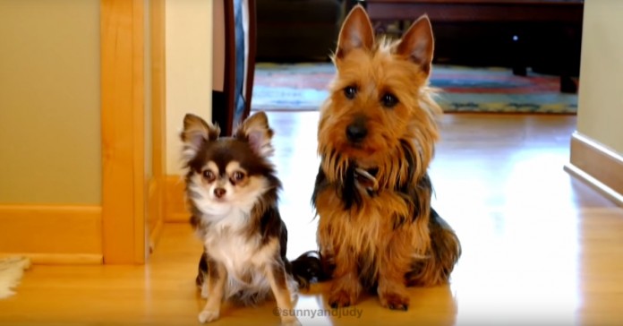 Esta cadela incriminou a sua amiga por ter feito uma asneira na cozinha