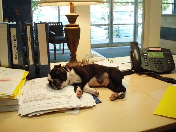 É isto que acontece quando levas o teu cão para o trabalho