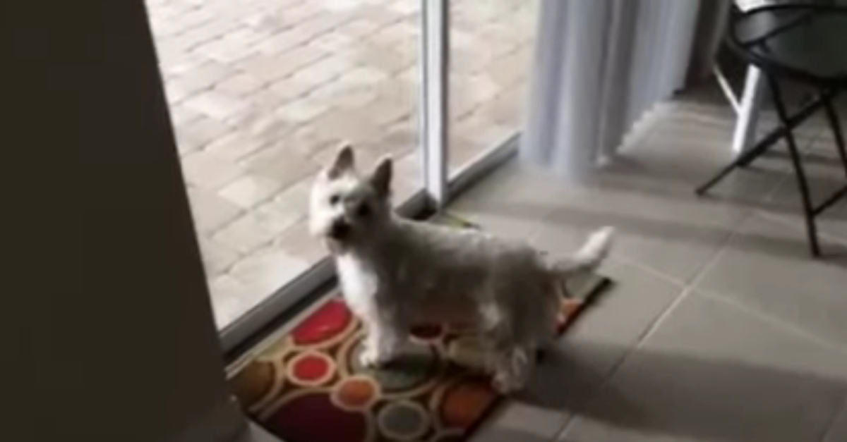Cão descobre que há uma piscina na sua nova casa