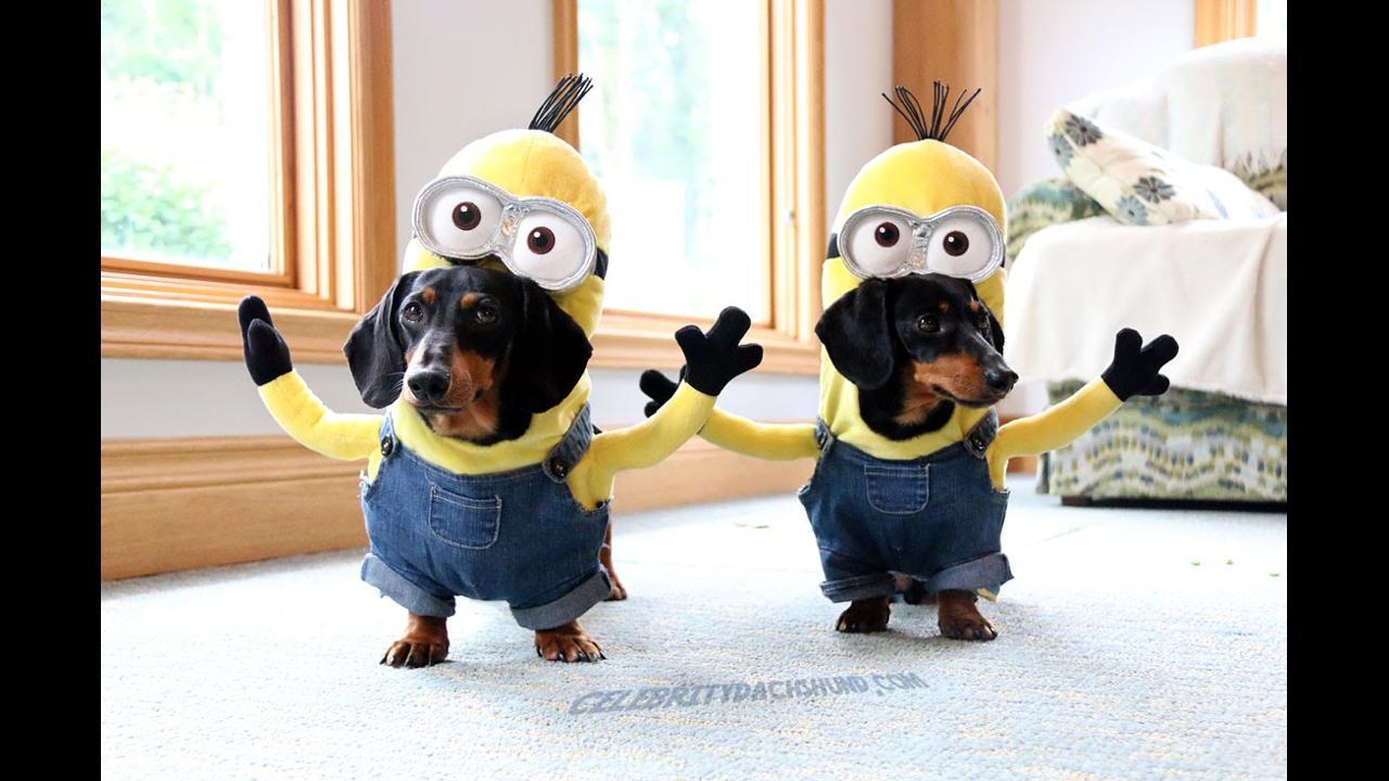 Depois de veres este vídeo vais querer mascarar o teu cão de Minion