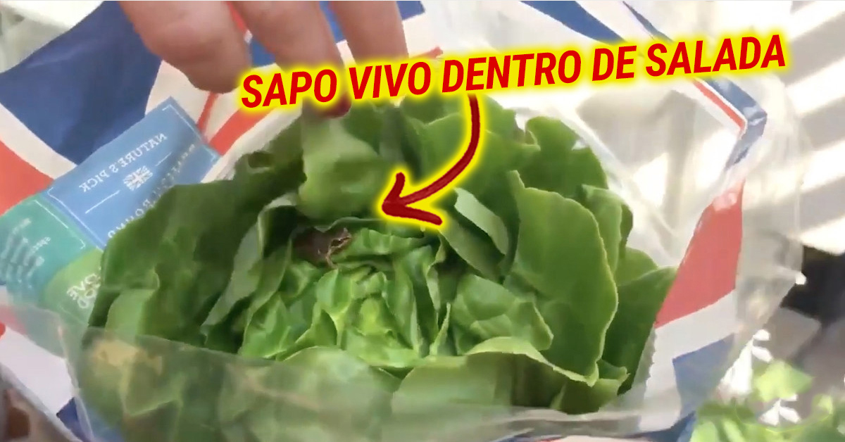 Encontra sapo vivo dentro de alface pronta a comer do supermercado