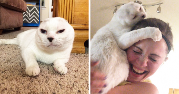 Adotou um gatinho sem orelhas e surdo que todos ignoraram, mais tarde, ele salvou-a a ela