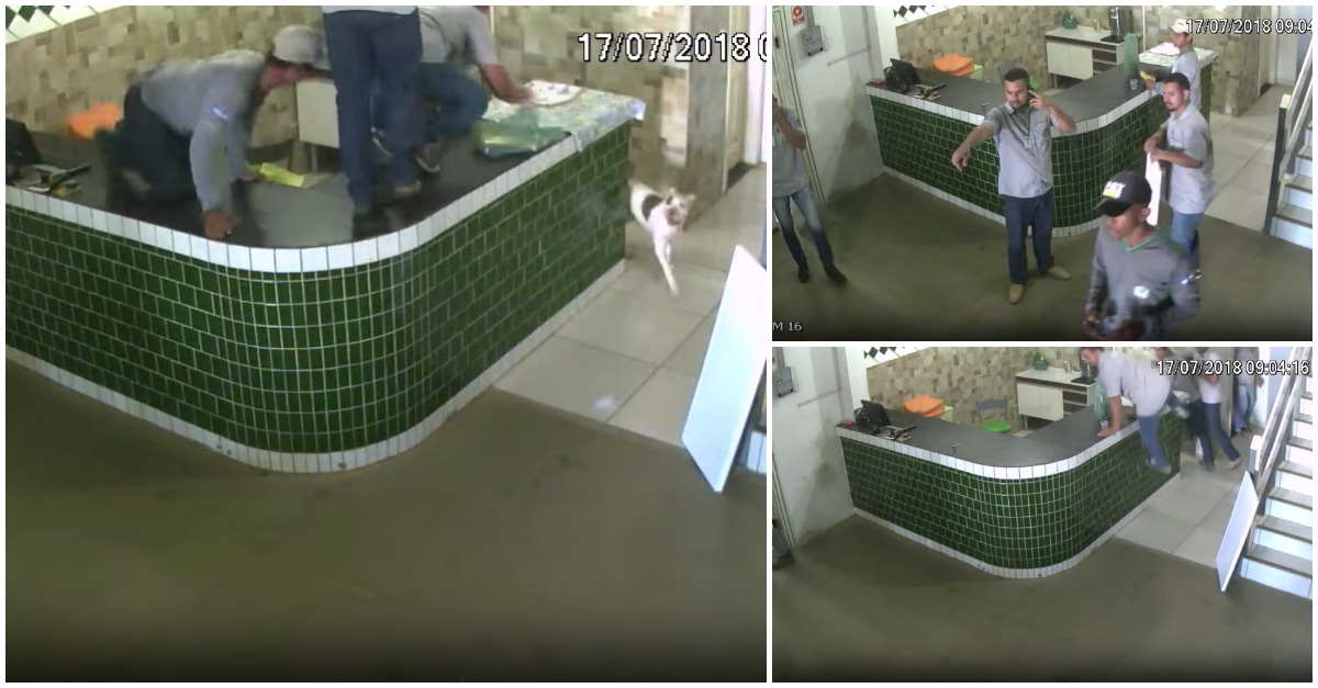 Pitbull deixa em pânico os funcionários de um restaurante